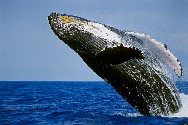 C97PGP Breaching humpback whale, Hawaii"humpback whale", lunging, breaching, whale